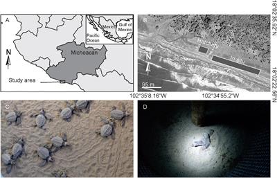 Negative Effects on Neurogenesis, Ovariogenesis, and Fitness in Sea Turtle Hatchlings Associated to ex situ Incubation Management